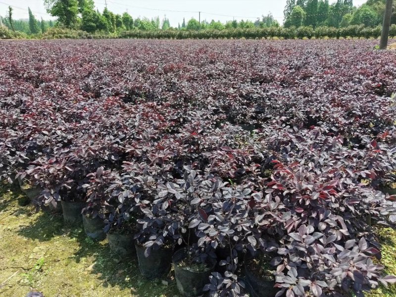 「有好货」红花继木量大价格从优欢迎选购