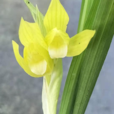 春剑素心