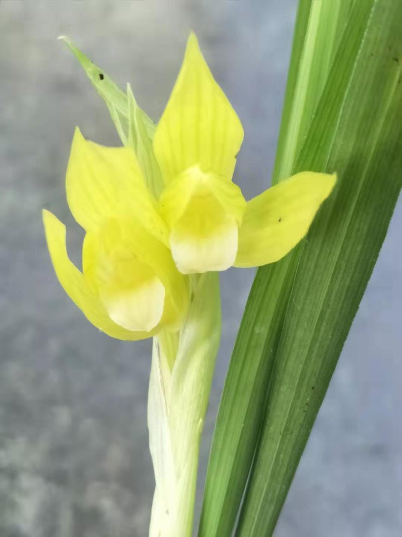 春剑素心
