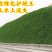 草坪种子边坡防护护坡草坪种子黑麦草高羊茅狗牙根