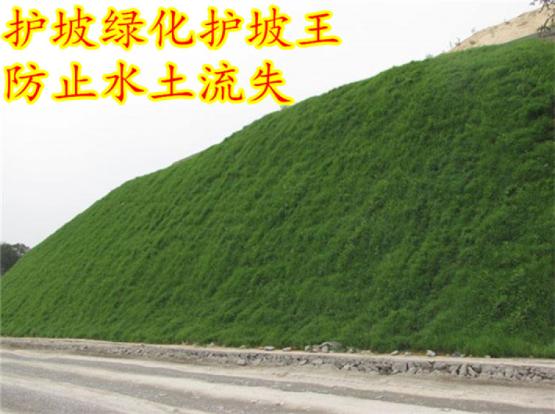草坪种子边坡防护护坡草坪种子黑麦草高羊茅狗牙根