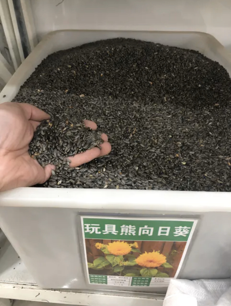 向日葵种子观赏向日葵【多彩向日葵种子】批发红花向日葵