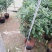 1.2米以上桂花球，月桂树——希腊神话中的花草树木。