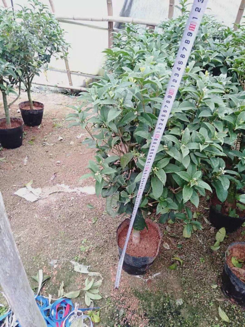 1.2米以上桂花球，月桂树——希腊神话中的花草树木。