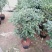 1.2米以上桂花球，月桂树——希腊神话中的花草树木。