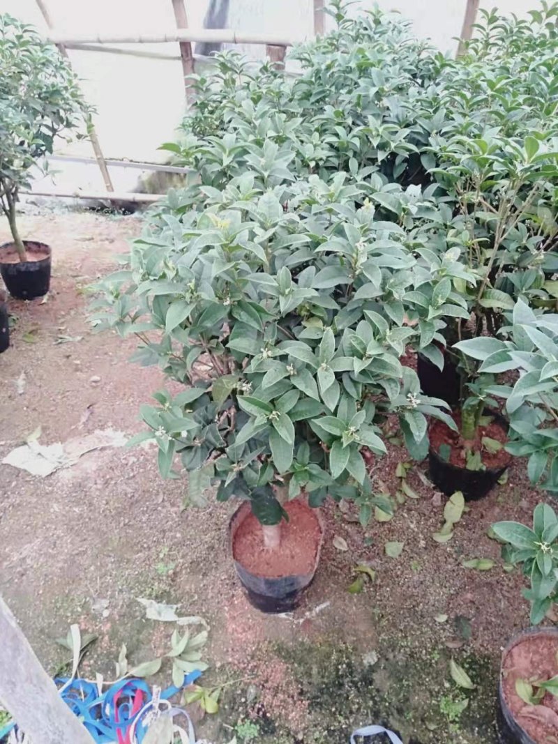 1.2米以上桂花球，月桂树——希腊神话中的花草树木。