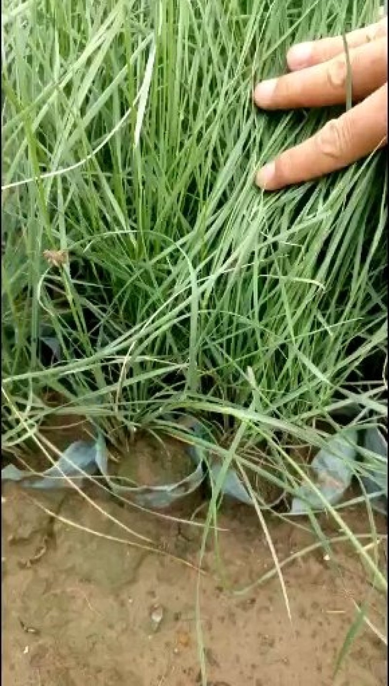 粉黛乱子草乱子草花海基地直供欢迎选购