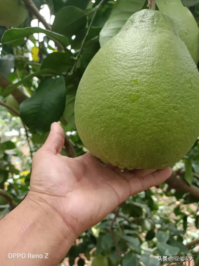 农户第一手货源，梅州正宗沙田柚。