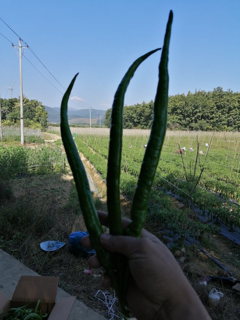 年货