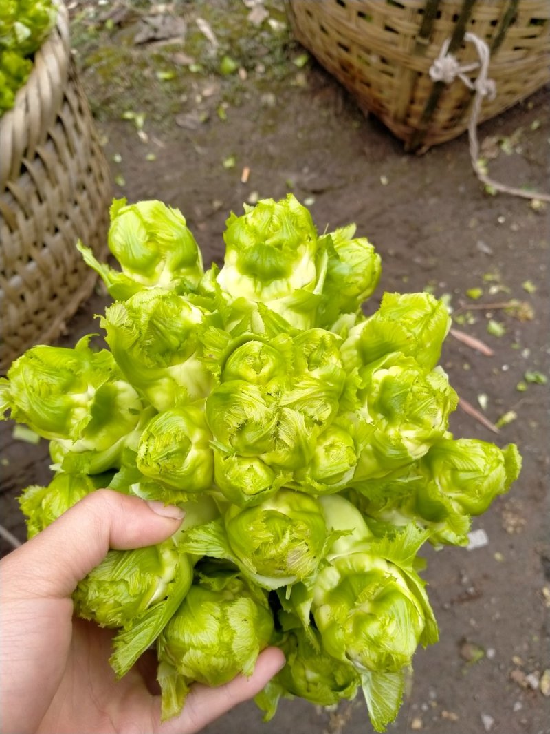 儿菜上市了