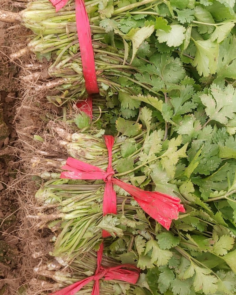 【优】铁杆香菜产地直供价格美丽全国发货