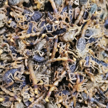 盐蝎子全虫清水全蝎干蝎子产地直发量大从优