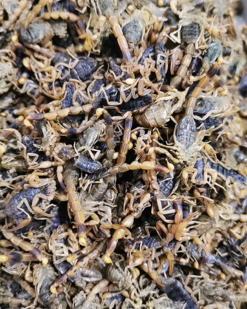盐蝎子全虫清水全蝎干蝎子产地直发量大从优