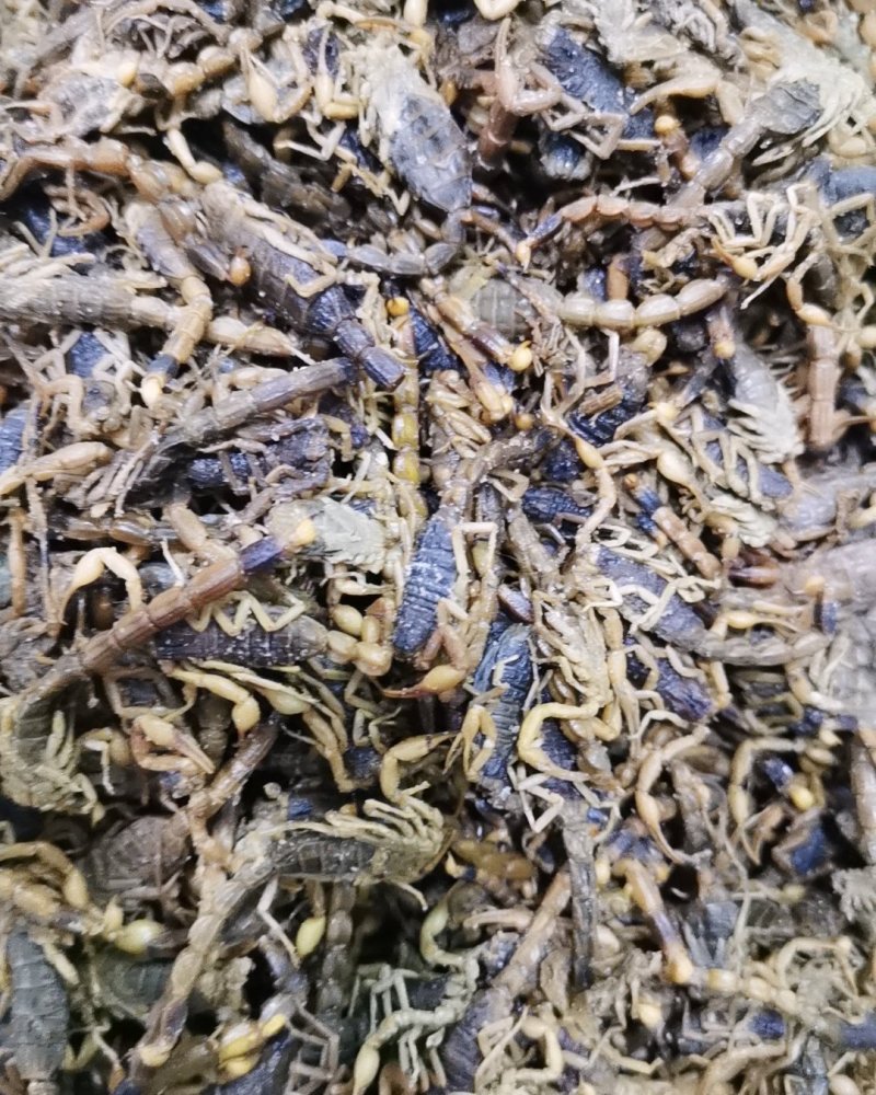 盐蝎子全虫清水全蝎干蝎子产地直发量大从优