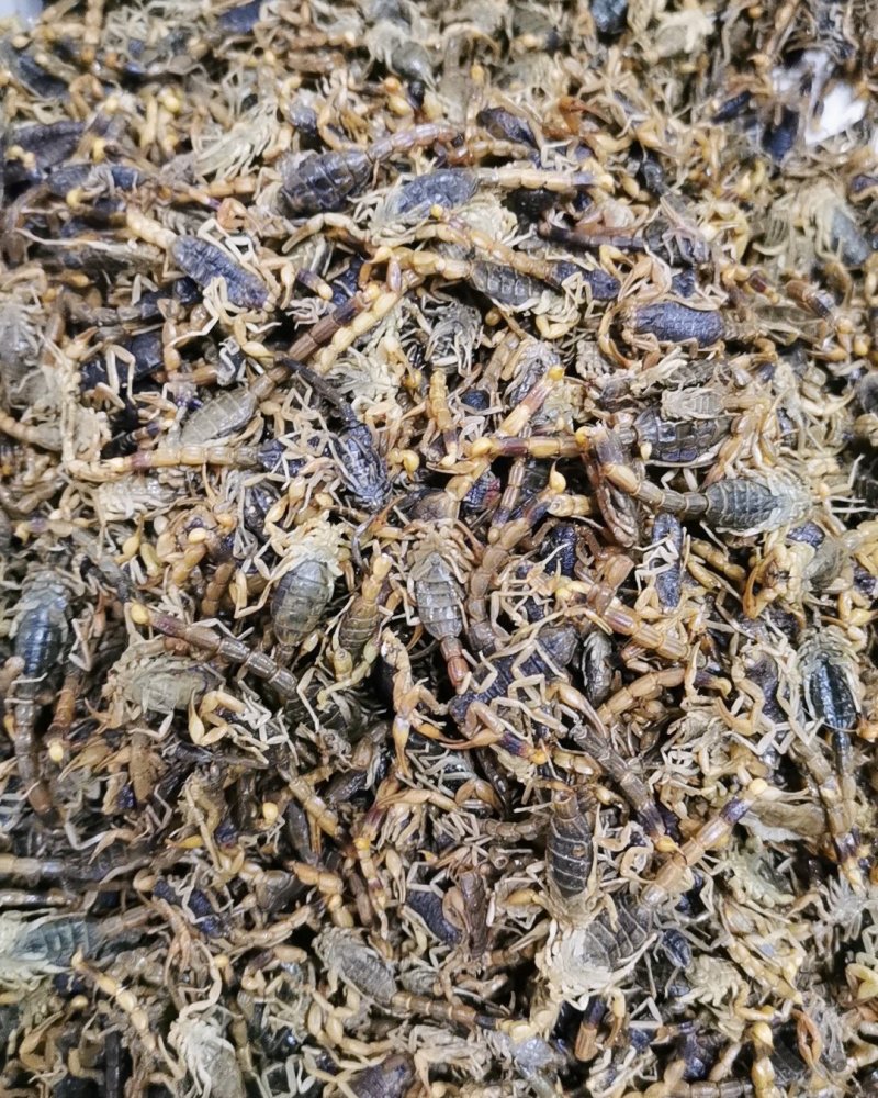 盐蝎子全虫清水全蝎干蝎子产地直发量大从优