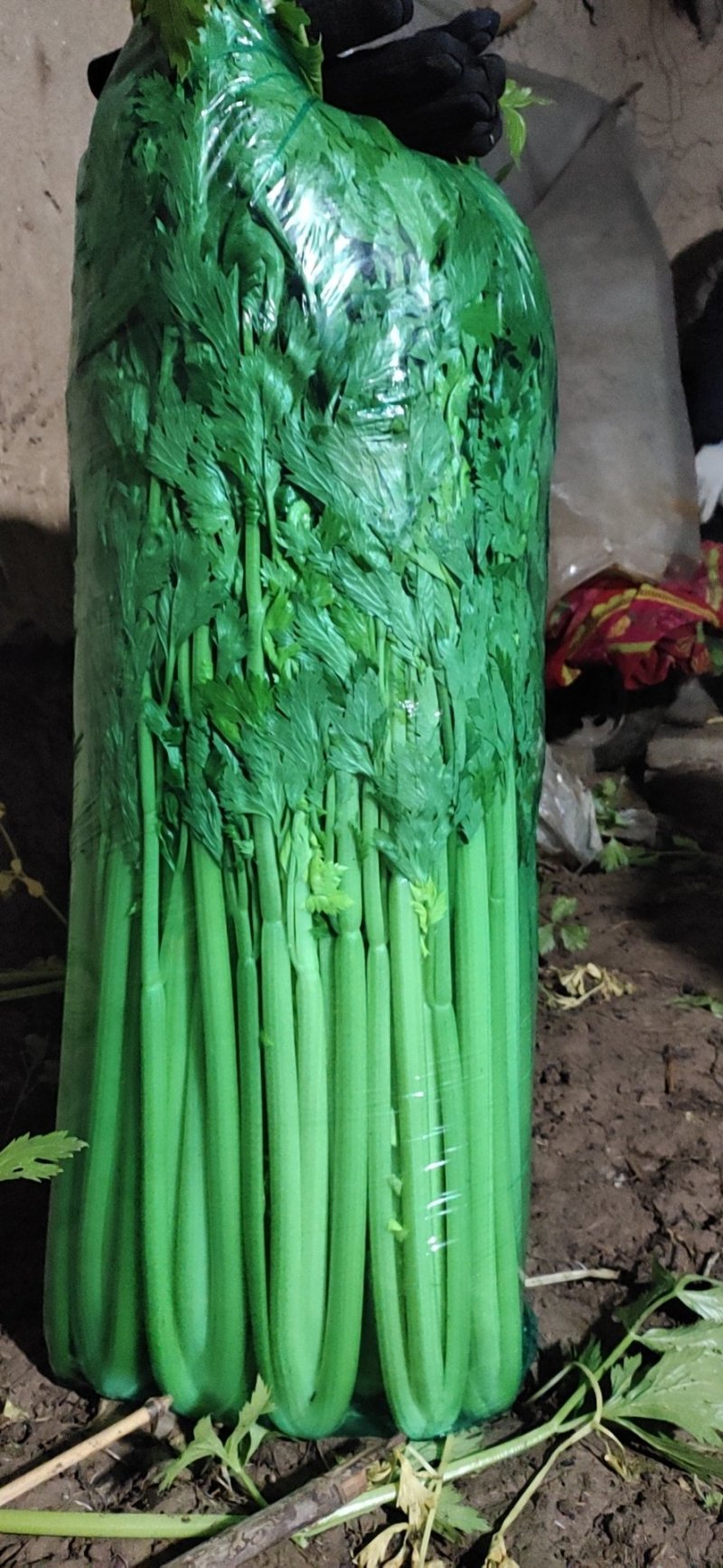 优质芹菜，批发，代办，全国各地均可发货！