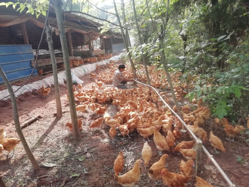 脱温土鸡