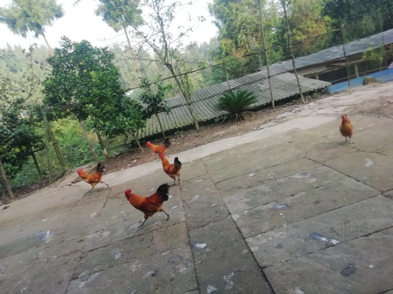 脱温土鸡