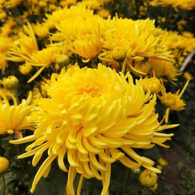 菊花苗包邮大菊花盆栽室内外庭院阳台花卉绿植物四季开花菊