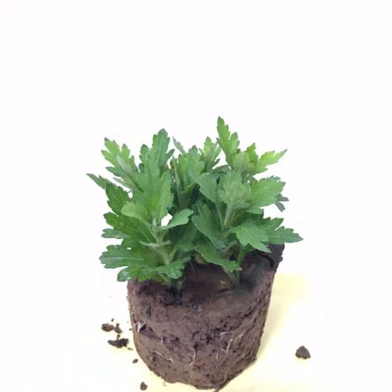 菊花苗包邮大菊花盆栽室内外庭院阳台花卉绿植物四季开花菊