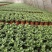 菊花苗包邮大菊花盆栽室内外庭院阳台花卉绿植物四季开花菊