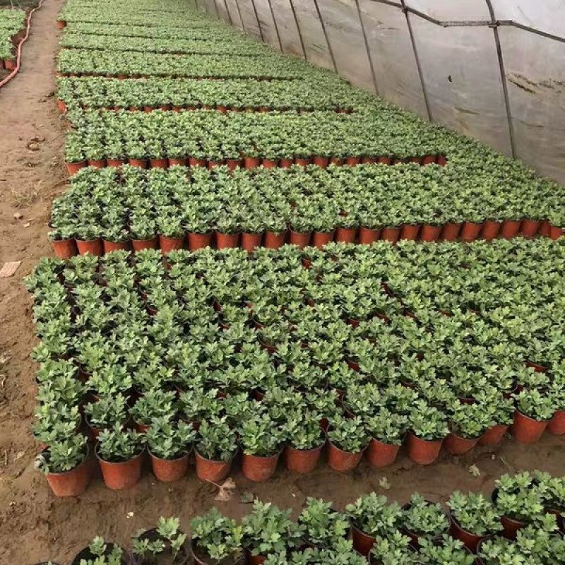 菊花苗包邮大菊花盆栽室内外庭院阳台花卉绿植物四季开花菊