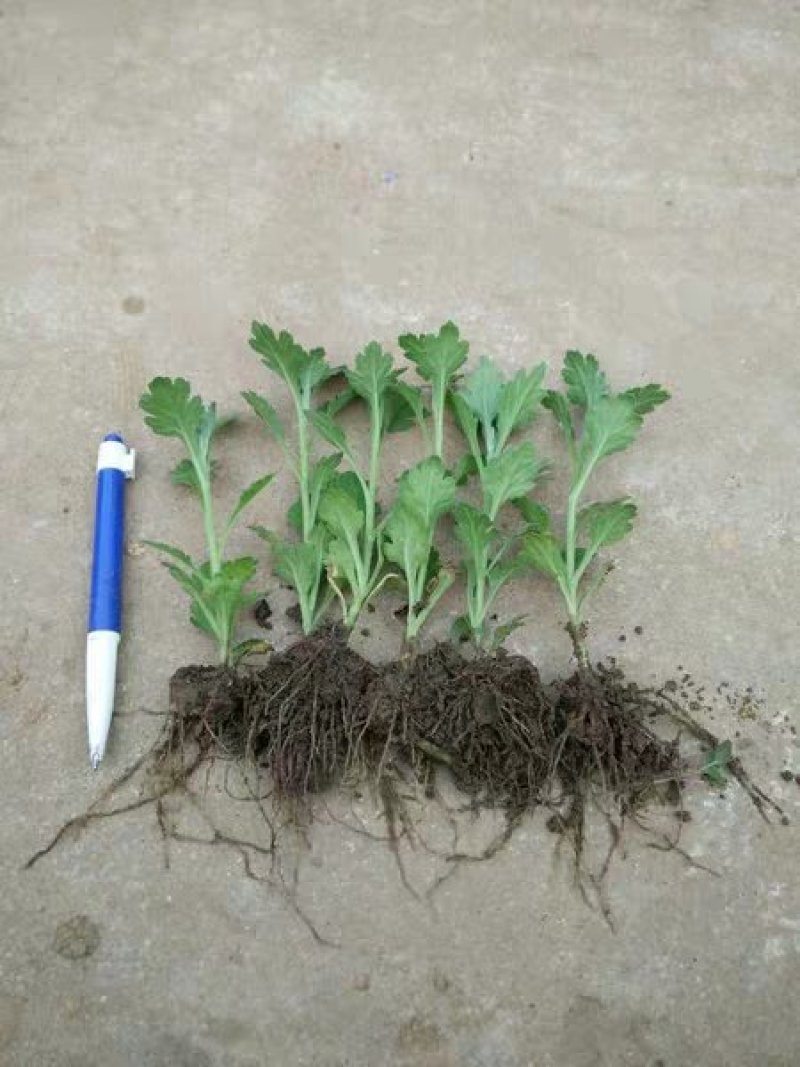 菊花苗包邮大菊花盆栽室内外庭院阳台花卉绿植物四季开花菊