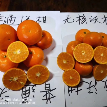 091无核沃柑果