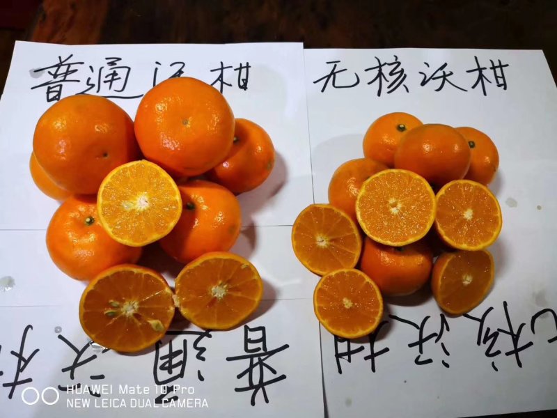 091无核沃柑果