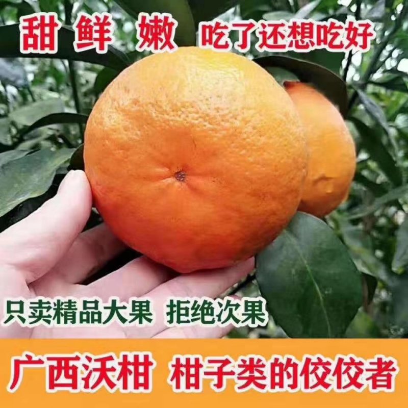 091无核沃柑果