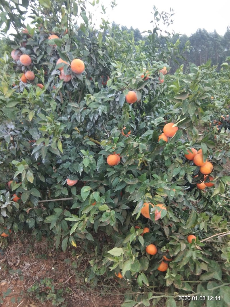 091无核沃柑果