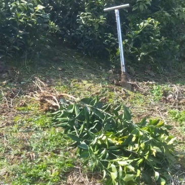 红橘苗，嫁接橘苗，欢迎下单