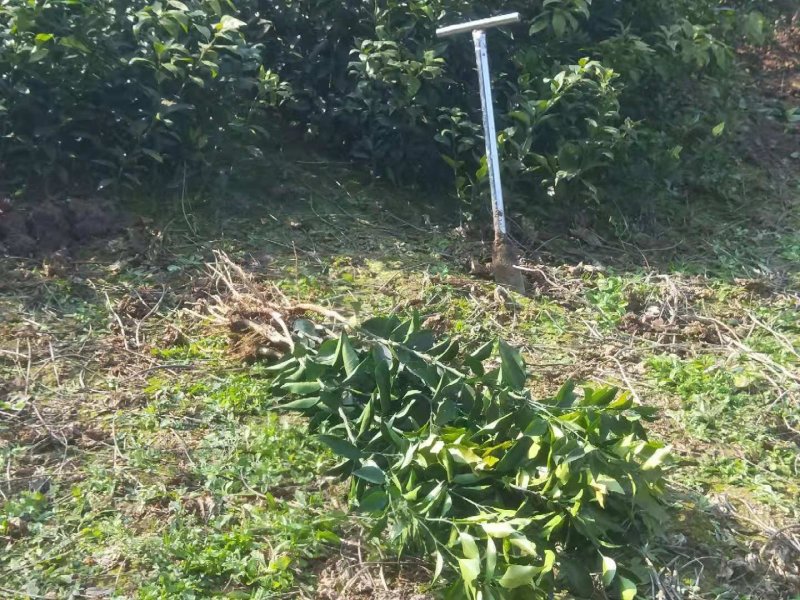 红橘苗，嫁接橘苗，欢迎下单