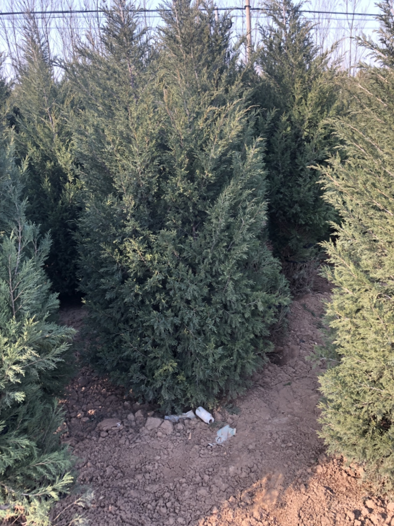蜀侩，大量各种规格蜀快。