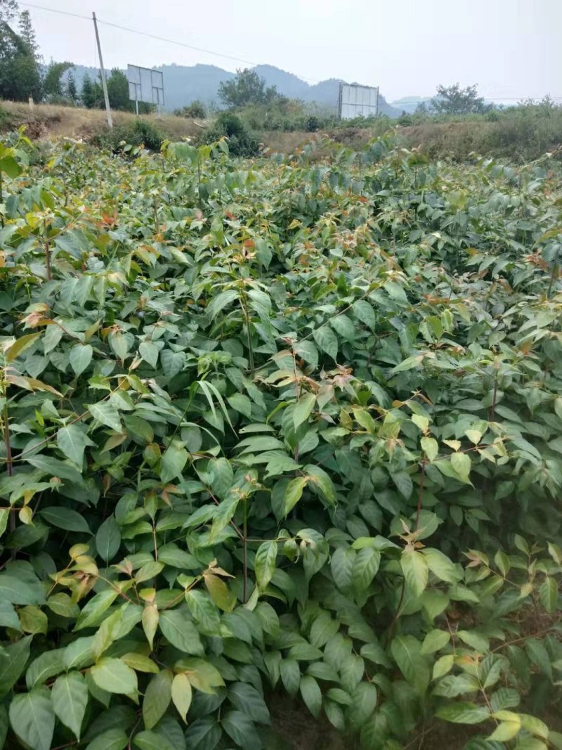 广西金钩藤苗高含量金钩藤苗金钩藤苗双钩藤红芽金钩藤