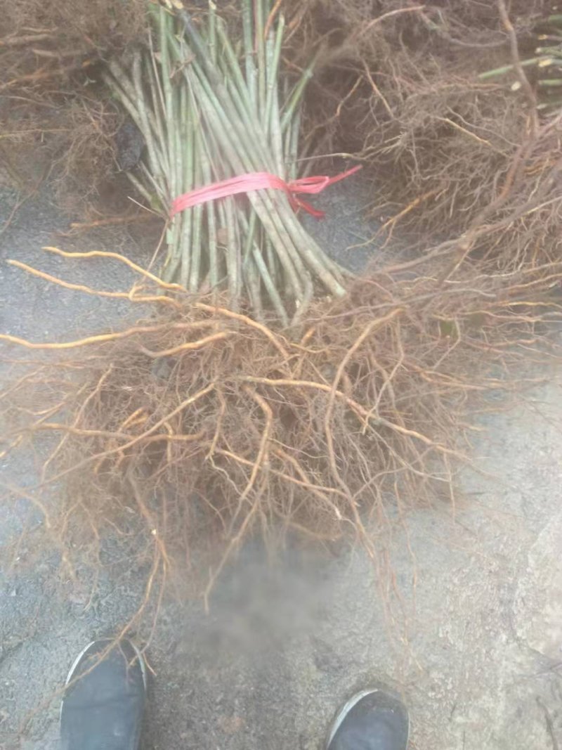 广西金钩藤苗高含量金钩藤苗金钩藤苗双钩藤红芽金钩藤