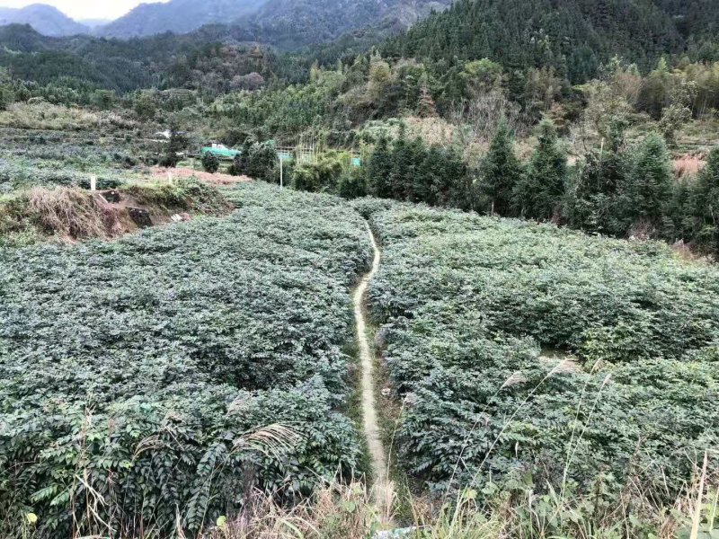 广西金钩藤苗高含量金钩藤苗金钩藤苗双钩藤红芽金钩藤