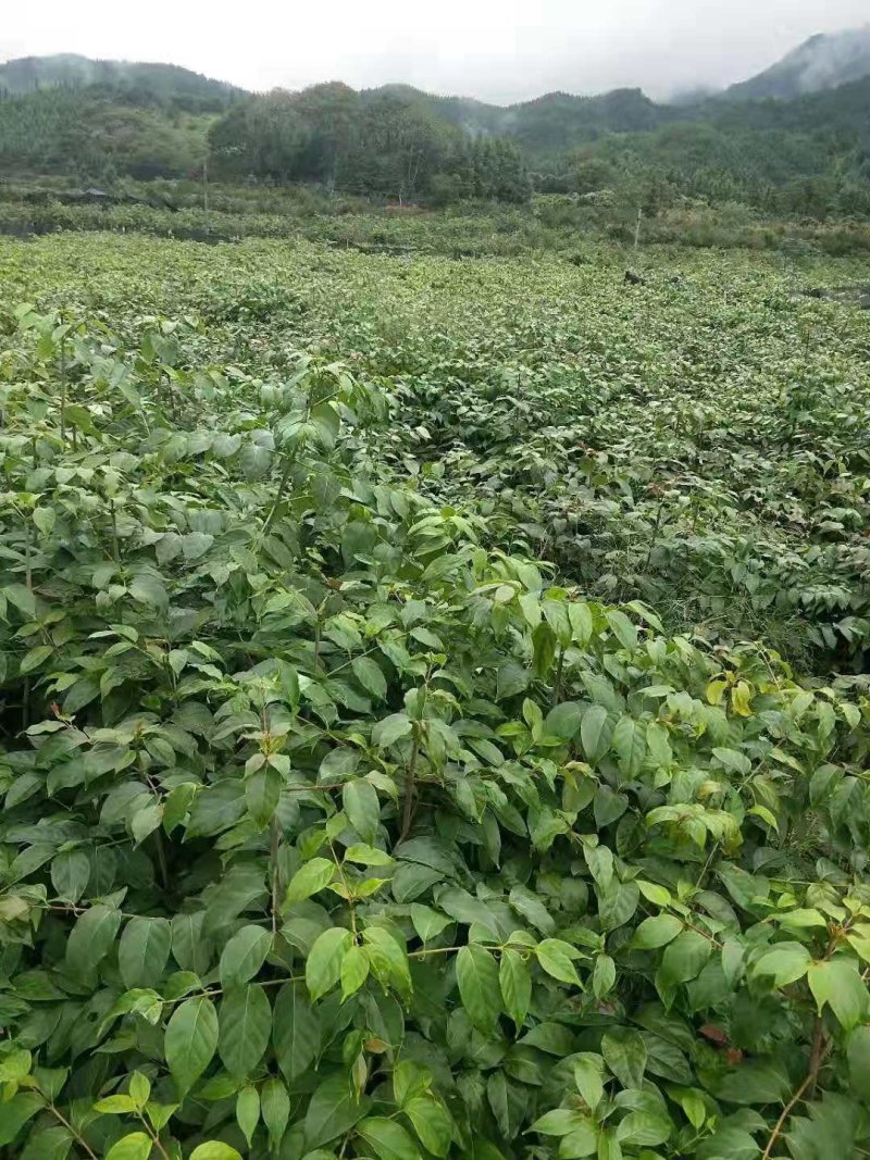 广西金钩藤苗高含量金钩藤苗金钩藤苗双钩藤红芽金钩藤