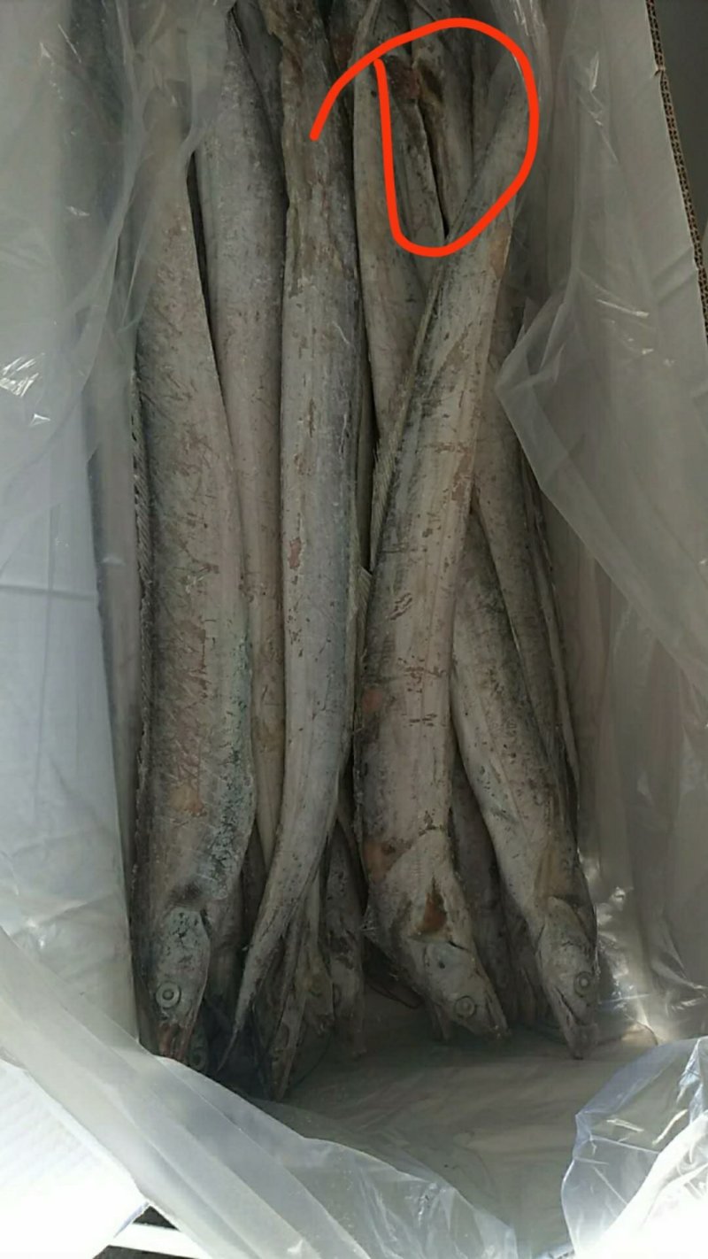 冻带鱼，条冻带鱼东海带鱼礼盒带鱼