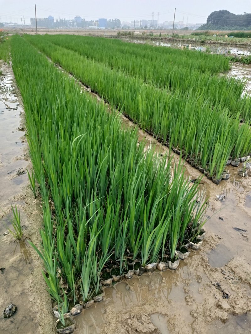 黄菖蒲黄花鸢尾工程苗浮床用苗基地直供