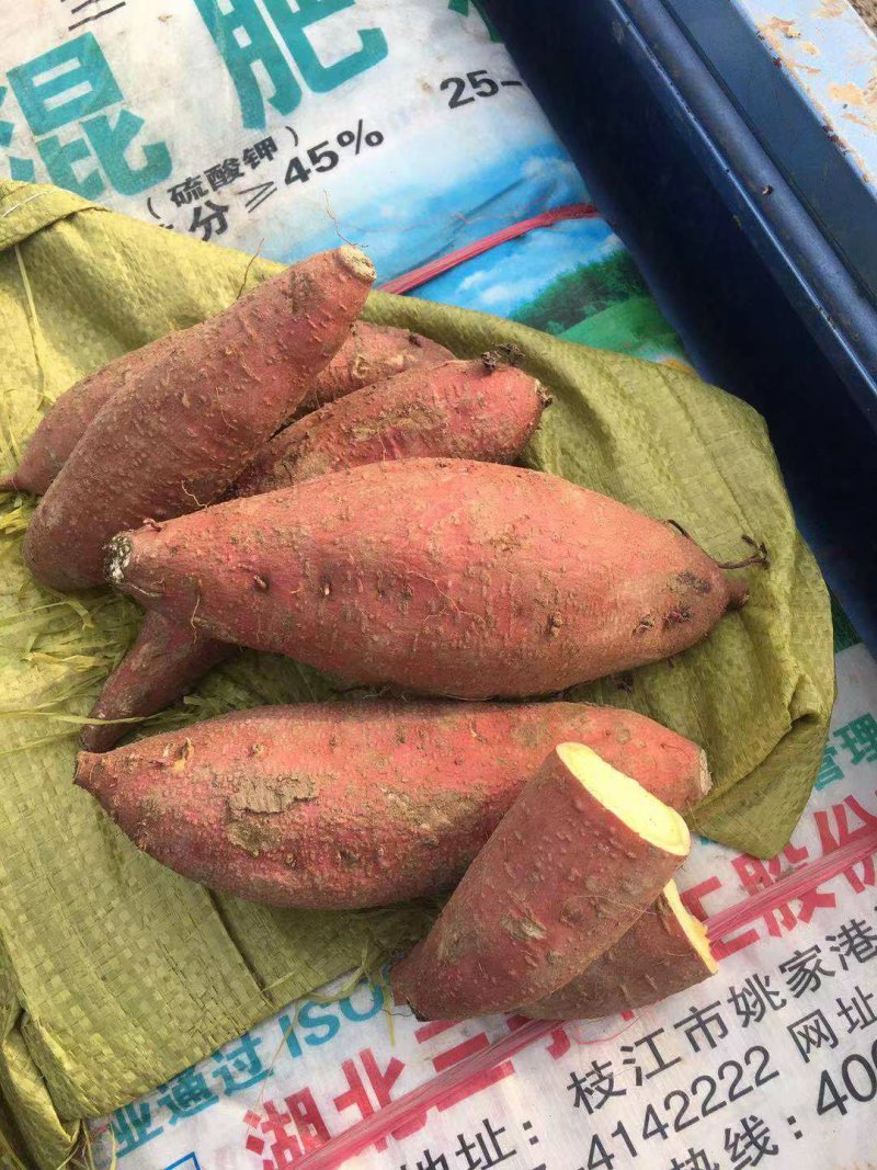 济薯26三两起步表皮光滑，无沟眼，无裂纹，无断面