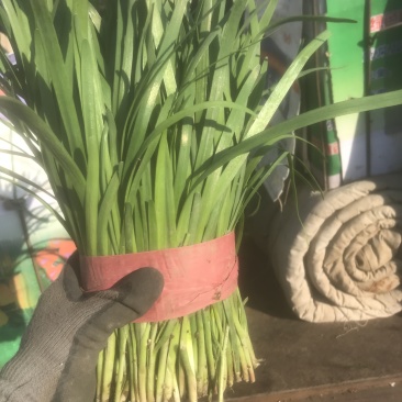 韭菜产地一手货源大量现货供应