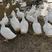 白鸭，45天，均重七斤以上，低价处理，要的速度
