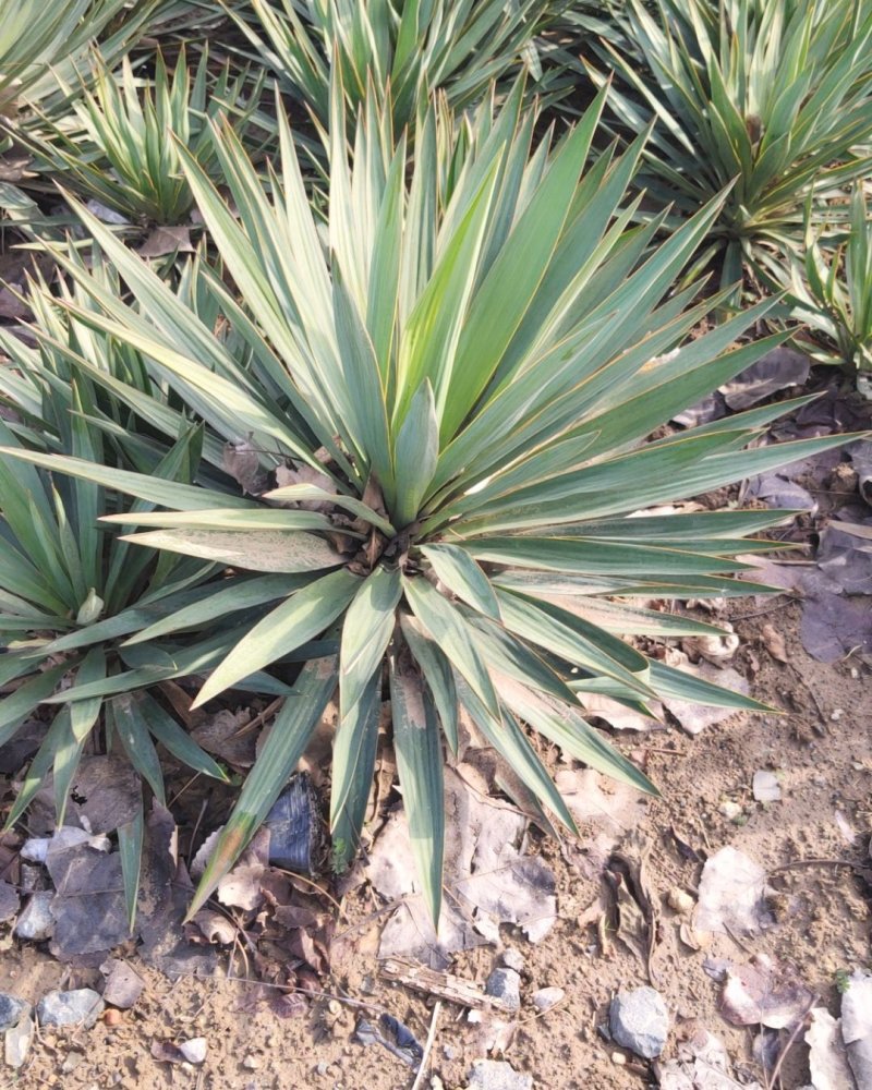 剑麻小苗，采用分株繁殖，具有根系发达，植株健康
