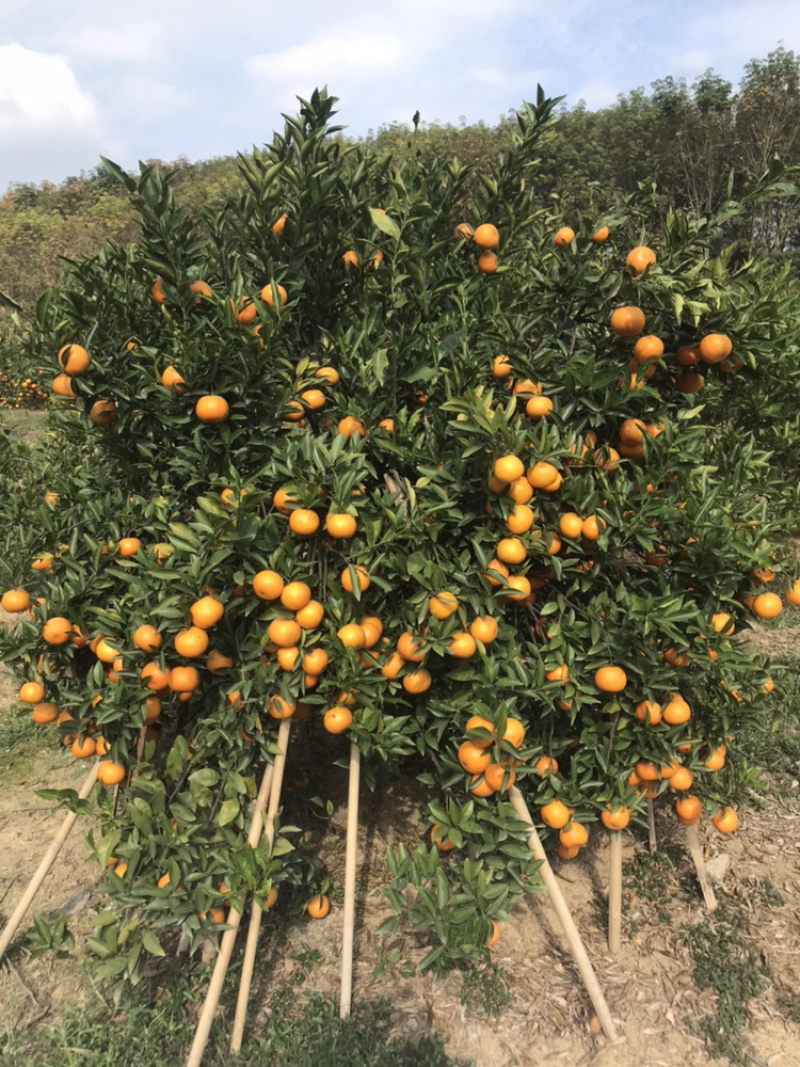 柑橘类
