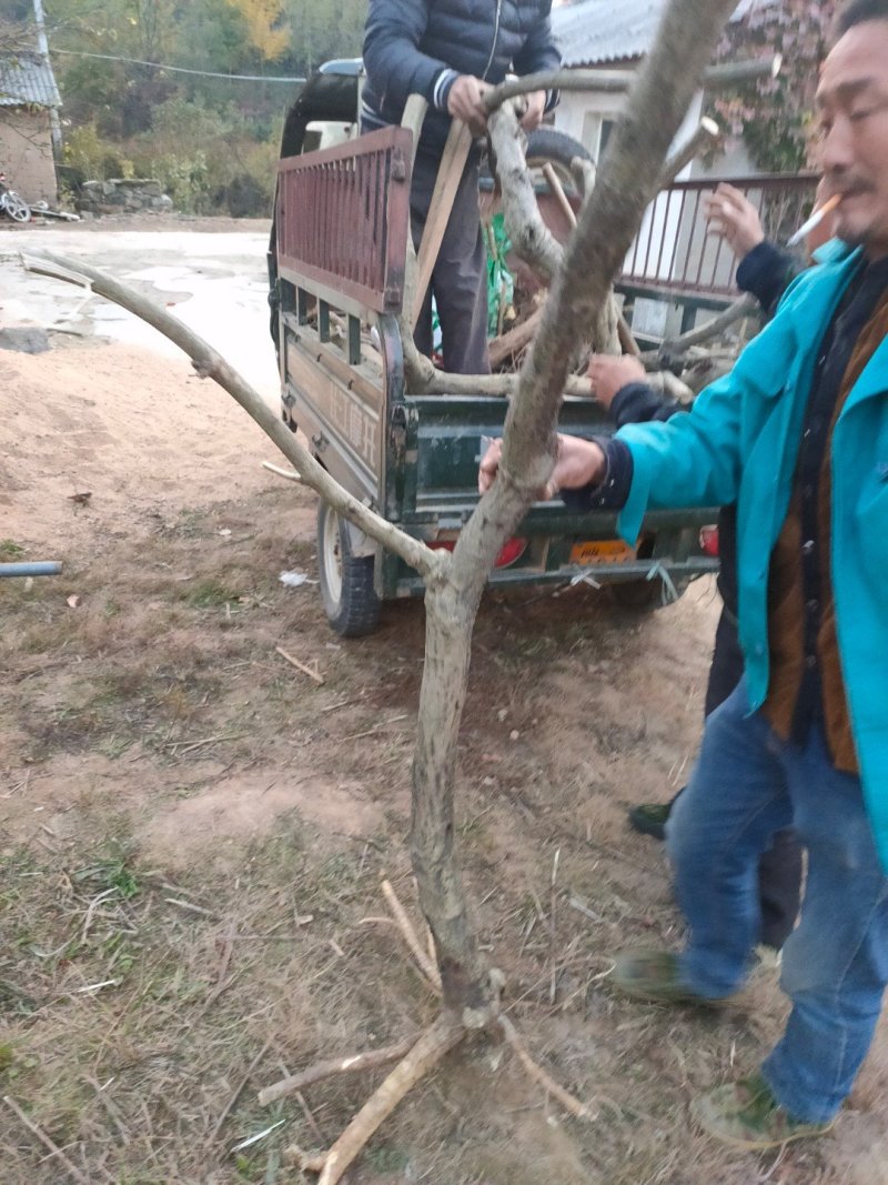 紫藤下山桩开紫色花可以嫁接日本多花紫藤颜色有几十种