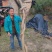 紫藤下山桩开紫色花可以嫁接日本多花紫藤颜色有几十种