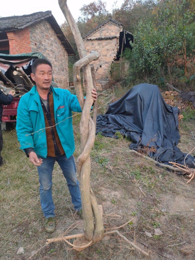 紫藤下山桩开紫色花可以嫁接日本多花紫藤颜色有几十种