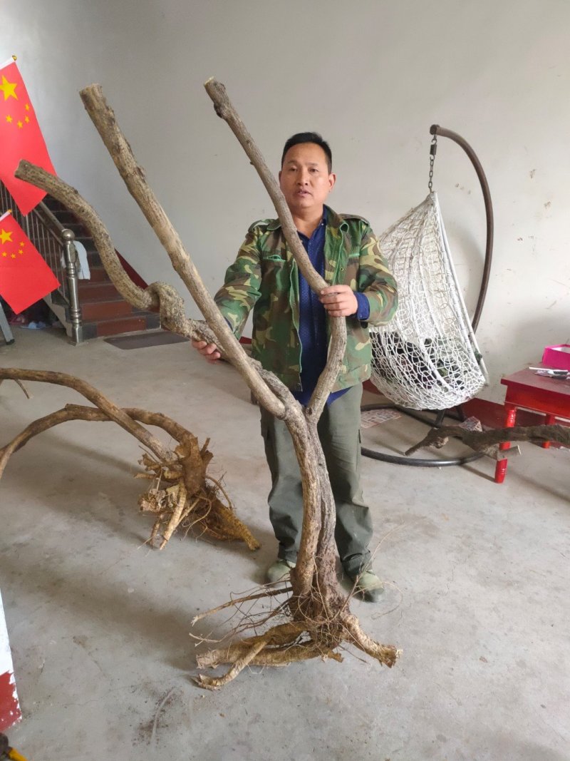 紫藤下山桩开紫色花可以嫁接日本多花紫藤颜色有几十种