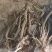 紫藤下山桩开紫色花可以嫁接日本多花紫藤颜色有几十种